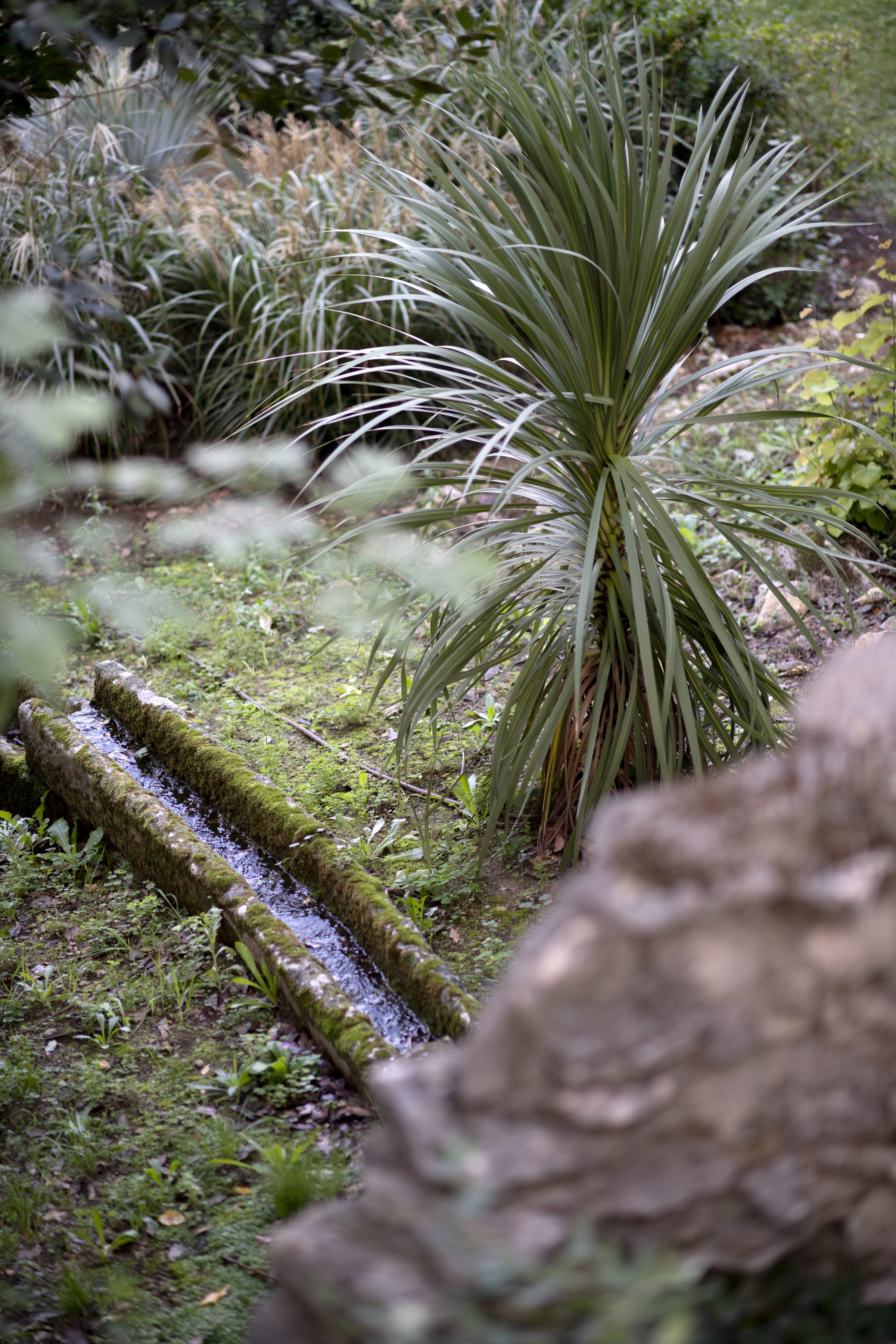 Détail graminées et plantes de jardin