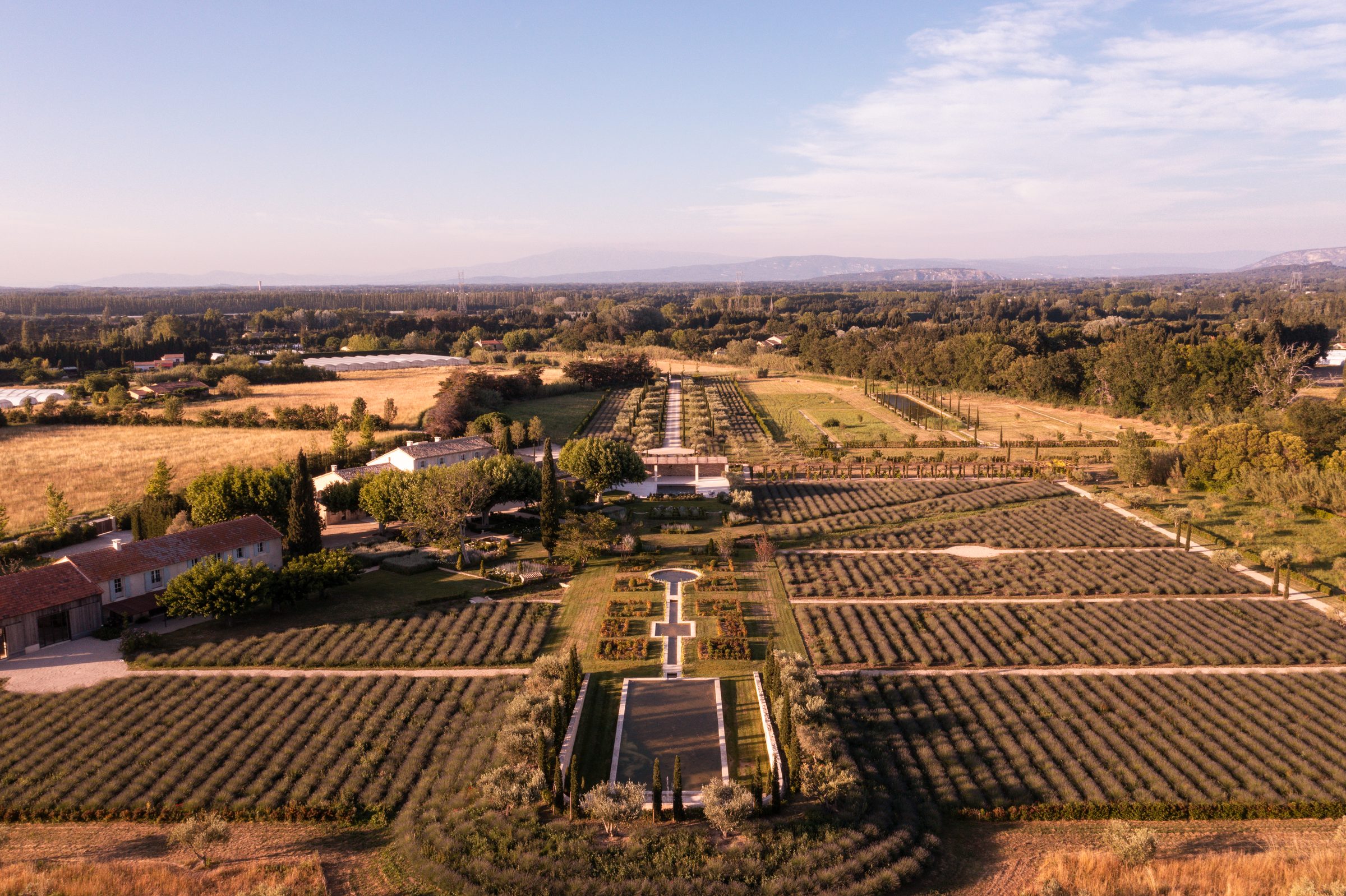 Vue aérienne des champs de lavande